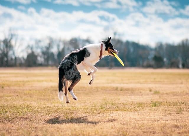 How Does Pet Grooming Relate To Agriculture